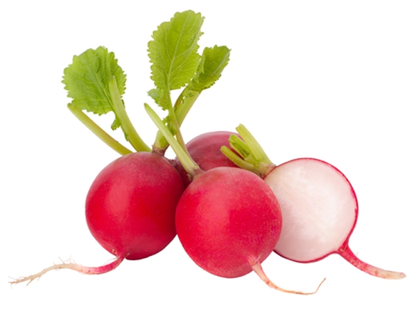 Fındık Turp