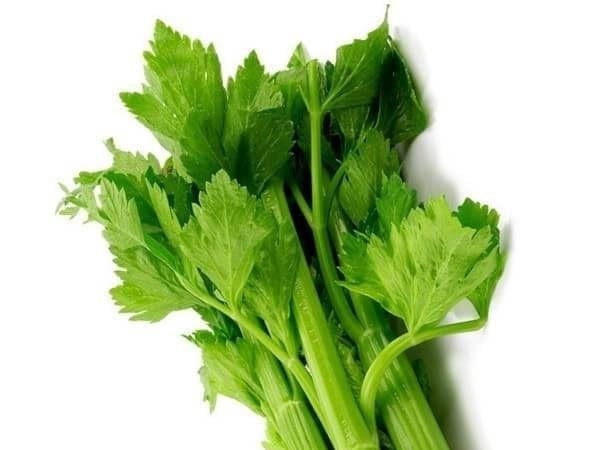 Kereviz Yaprağı