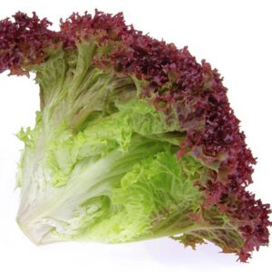 Lolorosa Akdeniz Marulu
