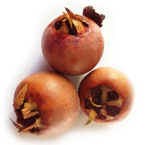 Muşmula