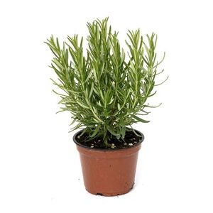 Saksı Rosemary