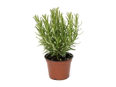 Saksı Rosemary
