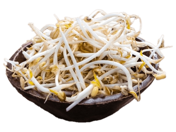 Soya Filizi
